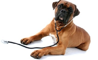 Основные показатели и анализы крови собак в норме