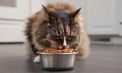 Правильное кормление кошек, его принципы и особенности