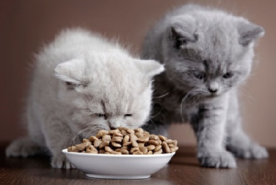 Выбираем корм для кота правильно