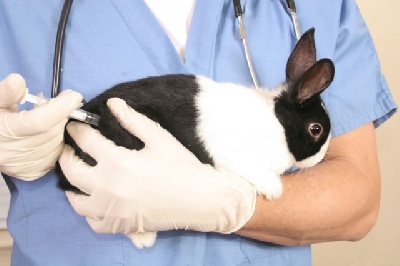 Болезни и вакцинация декоративных кроликов