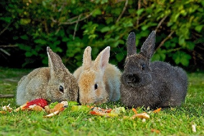 Кормление кроликов