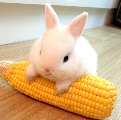Можно ли кроликам давать кукурузу?
