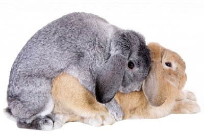 Спаривание кроликов в домашних условиях