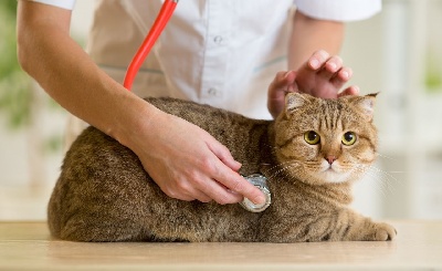 Лечение и профилактика заболеваний кошек