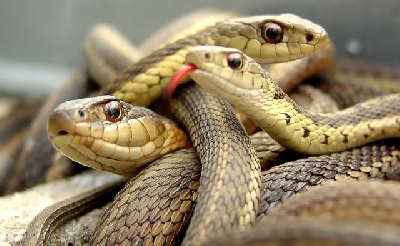 Любопытные и неожиданные факты о змеях