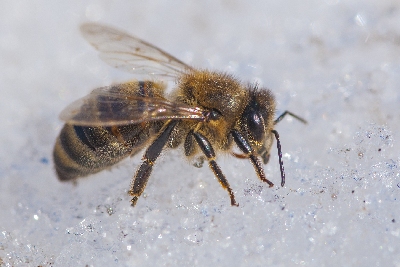 Зимовка пчёл