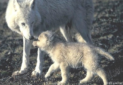 Волки - прекрасные приемные родители