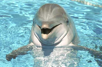 Удивительные дельфины и вся правда о них