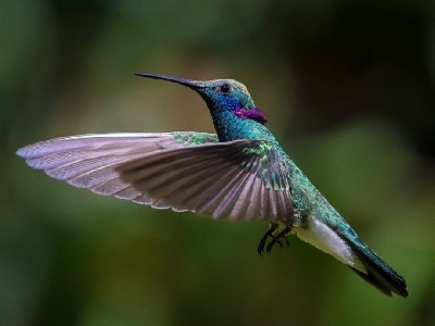 Интересные факты о колибри