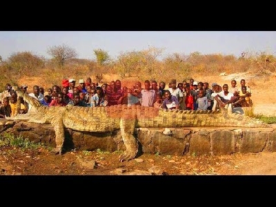 Самый большой крокодил в мире - Зооветеринарный портал Беларуси 1vet.by